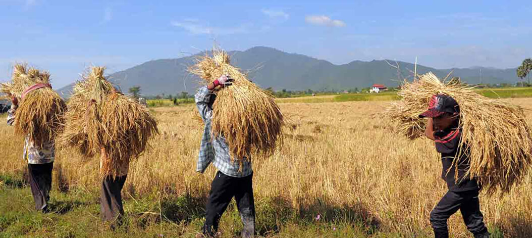 Accompanying the development of Cambodia’s agriculture